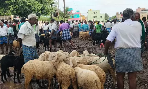 போச்சம்பள்ளி வாரச்சந்தையில் தீபாவளி பண்டிகையொட்டி ஆடுகள் விற்பனை ஜோர்