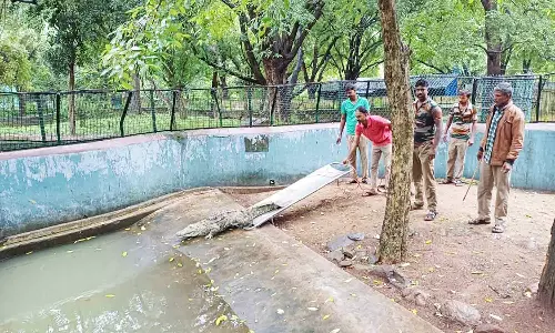 அமிர்தி பூங்காவுக்கு கூடுதலாக 2 முதலை, 4 பாம்பு, நட்சத்திர ஆமைகள் வருகை