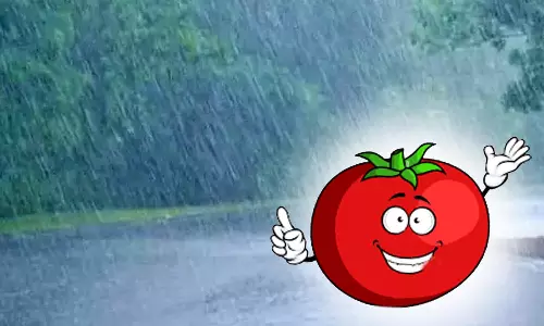 விடாது பெய்து வரும் மழையால் தக்காளி விலை அதிகரிக்க வாய்ப்பு