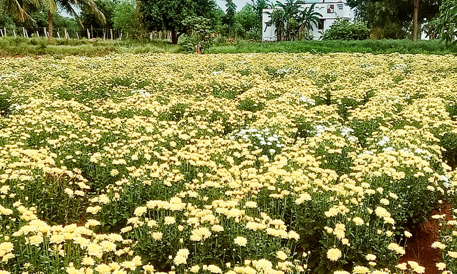 நிலக்கோட்டையில் அடைமழையால் பூக்கள் சாகுபடி கடுமையாக பாதிப்பு நிலக்கோட்டையில் அடைமழையால் பூக்கள் சாகுபடி கடுமையாக பாதிப்பு