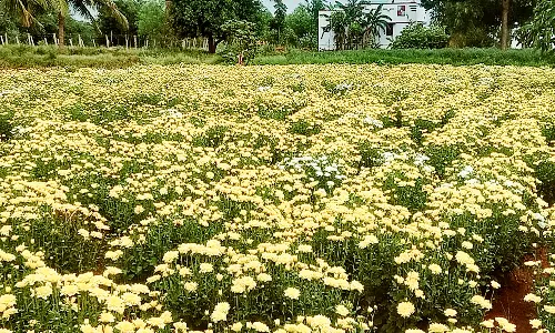 நிலக்கோட்டையில் அடைமழையால் பூக்கள் சாகுபடி கடுமையாக பாதிப்பு