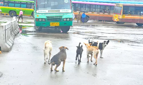 நாகர்கோவில் பகுதியில் சாலையில் திரியும் நாய்களால் பொதுமக்கள் அச்சம்