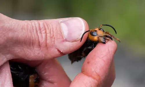 விஷ வண்டு கடித்து 25 பேர் காயம்