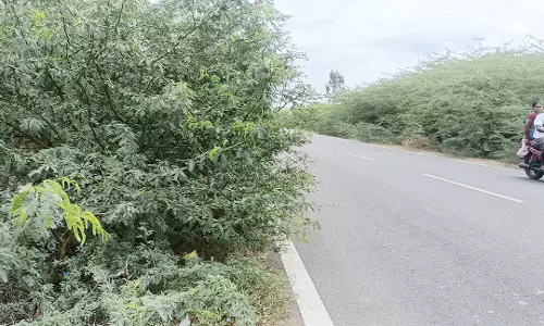 கருவேல மரங்களால் விபத்து ஏற்படும் அபாயம்