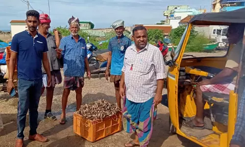 குமரியில் சிப்பி மீன் சீசன் தொடக்கம்