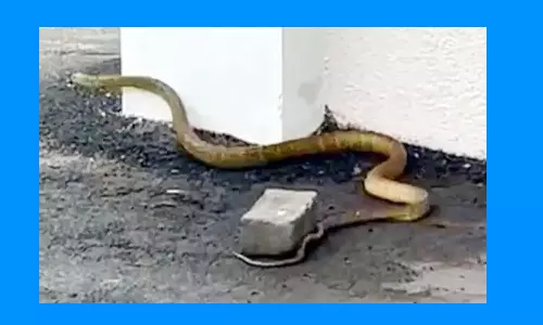 அரசு மருத்துவ கல்லூரியில் பாம்புகள் நடமாட்டத்தால் மாணவர்கள் அச்சம்