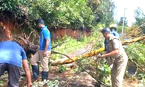 குன்னூர்-மேட்டுப்பாளையம் சாலையில் 4 இடங்களில் மரங்கள் முறிந்து விழுந்தன