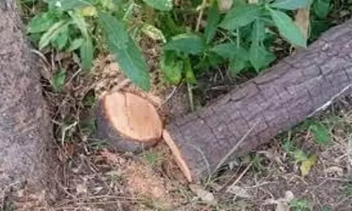 சந்தன  மரம் வெட்டி  விற்பனை