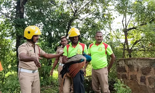 கந்தர்வகோட்டை அருகே-கிணற்றில் தவறி விழுந்த மயில்-தீயணைப்பு வீரர்கள் மீட்டனர்