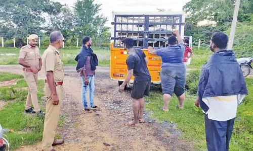 சாலையில் சுற்றித்திரிந்த 80 பன்றிகள் பிடிக்கப்பட்டன