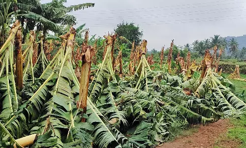 மேட்டுப்பாளையத்தில் கனமழை: 2 ஆயிரம் வாழைகள் சேதம்