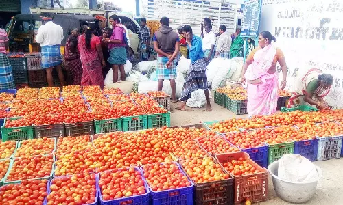 தருமபுரி மாவட்டத்தில் வரத்து குறைவால் தக்காளி விலை உயர்வு; விவசாயிகள் மகிழ்ச்சி