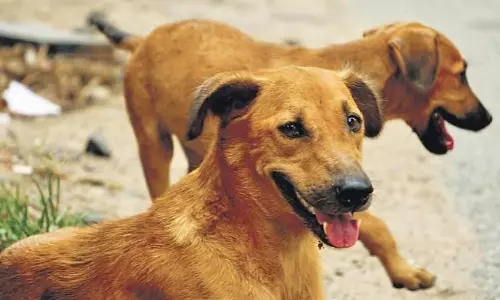 குமாரபாளையத்தில் சிறுமி உள்பட 10 பேரை கடித்து குதறிய வெறிநாய்