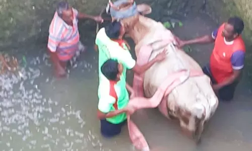 உப்பிலியபுரம் அருகே - கிணற்றில் தவறி விழுந்த சினைப்பசு உயிருடன் மீட்பு