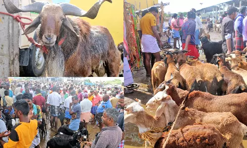 கால்நடை சந்தையில் ரூ.4 கோடிக்கு ஆடுகள் விற்பனை: செம்பி கிடா ரூ.35 ஆயிரத்துக்கு விலை போனது