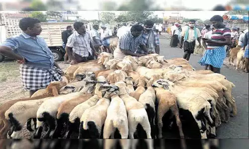 களைகட்டிய வீரசோழன் ஆட்டுச்சந்தை