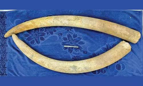 அதிகாரிகள் அதிரடி சோதனை: யானை தந்தங்கள் சிக்கிய சம்பவத்தில் மேலும் 2 பேர் கைது