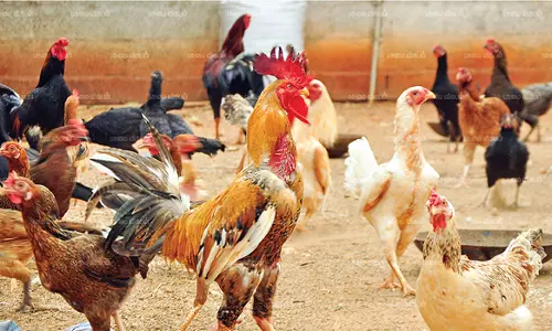 தீபாவளி பண்டிகையை முன்னிட்டு நாட்டுக்கோழி விலை உயர்வு