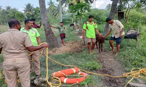 70 அடி ஆழ கிணற்றில் விழுந்த கன்று உயிருடன் மீட்பு