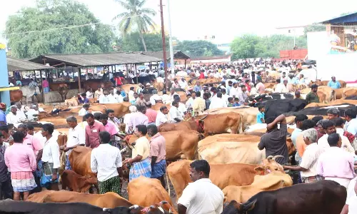 கே.வி.குப்பம் சந்தையில் ரூ.75 லட்சத்திற்கு ஆடுகள் விற்பனை