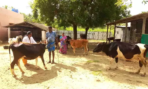 காங்கயத்தில்  1050 கால்நடைகளுக்கு கோமாரி நோய் தடுப்பூசி