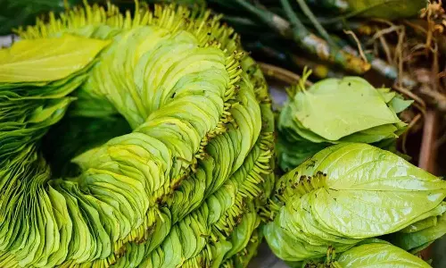 மருந்தாகும் வெற்றிலை