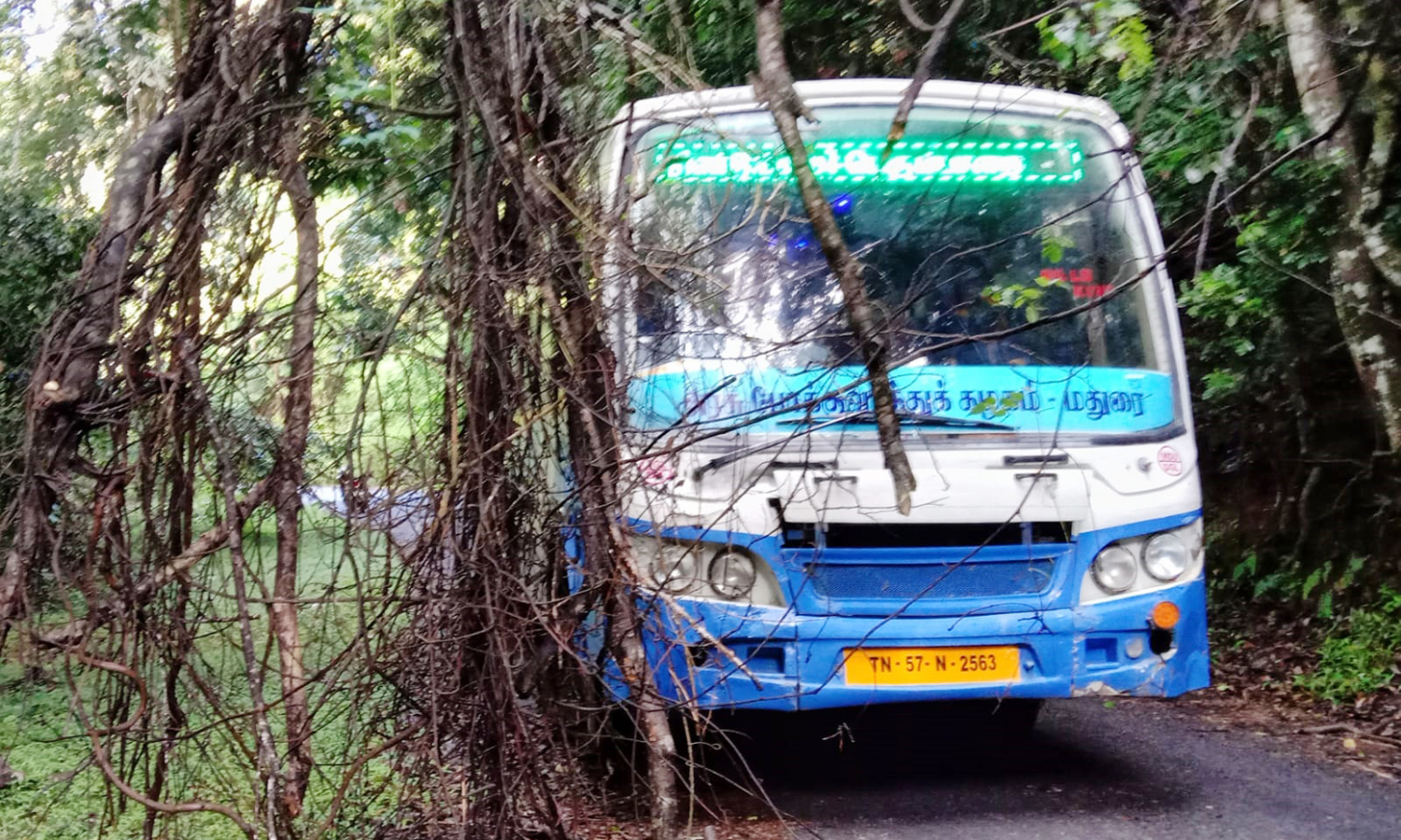 கொடைக்கானல் அருகே தொடர் மழை: மரக்கிளைகள் முறிந்து போக்குவரத்துக்கு பாதிப்பு