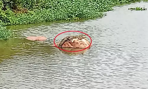 உடுமலை அருகே அமராவதி ஆற்றில் உலா வரும் முதலைகள்: பொதுமக்கள் அச்சம்