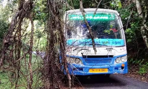 கொடைக்கானல் அருகே தொடர் மழை: மரக்கிளைகள் முறிந்து போக்குவரத்துக்கு பாதிப்பு