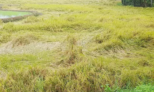 அறுவடைக்கு தயாராக இருந்த பயிர்கள் தண்ணீரில் மூழ்கி சேதம்