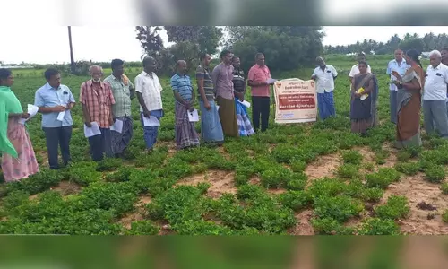 பெருங்குறிச்சி ஊராட்சியில் நிலக்கடலை சிவப்பு கம்பளிப்புழு கட்டுப்பாடு குறித்து விவசாயிகளுக்கு விழிப்புணர்வு முகாம்