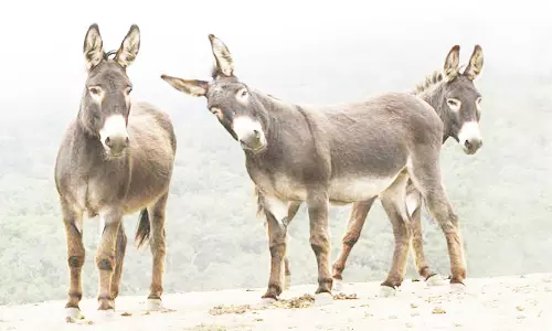 ரூ.2½ லட்சம் மதிப்புள்ள 6 கழுதைகள் திருட்டு