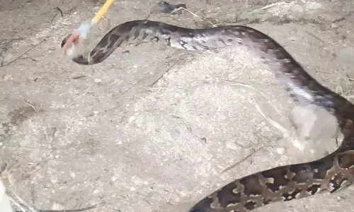 2 பாம்புகள் பிடிப்பட்டது