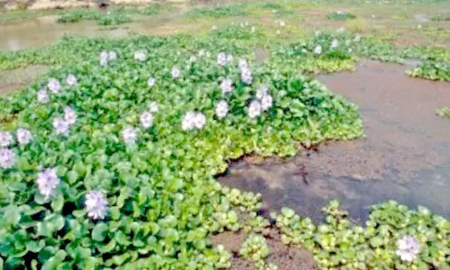 ஆகாயத்தாமரை செடிகள் அகற்றம்