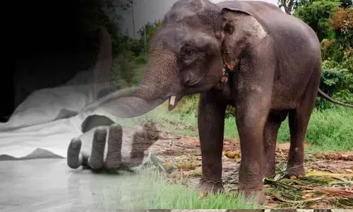 ஆலாந்துறை அருகே இன்று அதிகாலை காட்டு யானை தாக்கி முதியவர் பலி