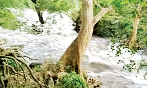 ராஜபாளையம் அய்யனார் கோவில் ஆற்றில் திடீர் வெள்ளப்பெருக்கு: கண்மாய், குளங்கள் வேகமாக நிரம்பி வருகின்றன