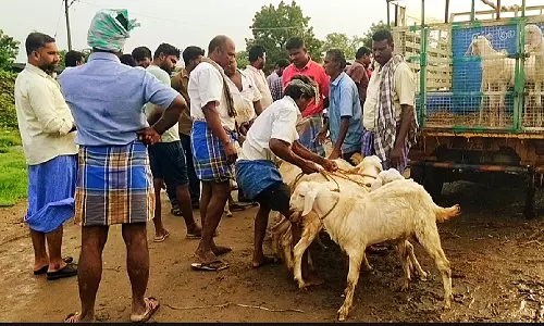 சின்னசேலம் வார சந்தையில் ரூ.50 லட்சத்திற்கு ஆடுகள் விற்பனை