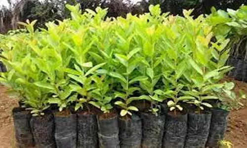 வேளாண்மை துறை சார்பில் விவசாயிகளுக்கு மகோகனி மரக்கன்றுகள்