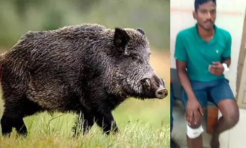 கடலூர் அருகே பரபரப்பு: காட்டுப்பன்றி கடித்து போலீஸ்காரர் படுகாயம்