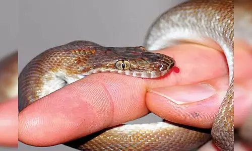 பாம்பு கடித்து சிறுமி சாவு