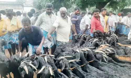 பொம்மிடி வார சந்தையில் மலை ஆடுகளை வாங்க குவிந்த வியாபாரிகள்