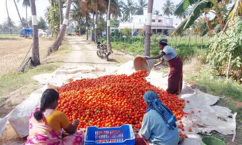 தக்காளி விலை கிலோ ரூ.32 யை எட்டியது