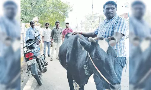 மாடுகளின் உரிமையாளர்களுக்கு அபராதம்