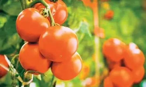 மழைக்காலத்திலும் தரமான உற்பத்தி கிடைக்கும்: உடுமலை பகுதியில் தக்காளி சாகுபடிக்கு கொடி கட்டும் முறையை பின்பற்ற வேண்டும் - விவசாயிகள் கோரிக்கை