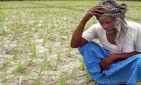 டெல்டா மாவட்டங்களில் சம்பா பயிர் காப்பீட்டுக்கு அடங்கல் சான்று கிடைப்பதில் தாமதம் - விவசாயிகள் கவலை டெல்டா மாவட்டங்களில் சம்பா பயிர் காப்பீட்டுக்கு அடங்கல் சான்று கிடைப்பதில் தாமதம் - விவசாயிகள் கவலை