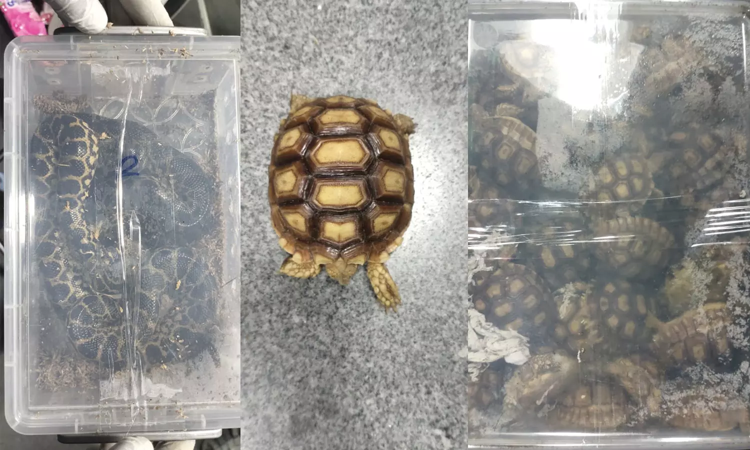 விமானம் மூலம் கடத்தி வரப்பட்ட அரியவகை வெளிநாட்டு உயிரினங்கள் மீட்பு- மீண்டும் திருப்பி அனுப்ப நடவடிக்கை