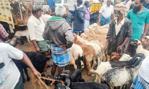தீபாவளி பண்டிகையை முன்னிட்டு பொள்ளாச்சி வாரச்சந்தையில் ரூ.2½ கோடிக்கு ஆடுகள் விற்பனை