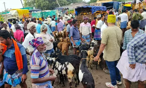 செஞ்சி, வேப்பூர் சந்தைகளில் ரூ.11 கோடிக்கு ஆடுகள் விற்பனை