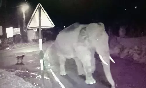 தாண்டிக்குடி பகுதியில் உலா வரும் ஒற்றை யானை