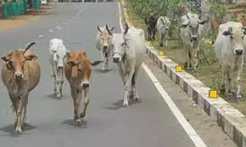 அரியலூர் பகுதியில் சாலையில் சுற்றி திரியும் கால்நடைகளை பிடிக்க வேண்டும் - நகராட்சி கூட்டத்தில் கவுன்சிலர்கள் ஆவேசம்